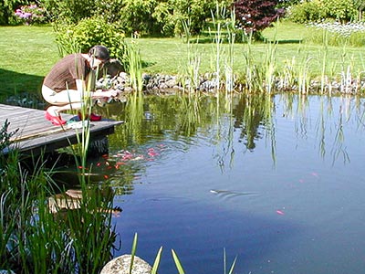 strasser wasser teich pool garten bad waldsee